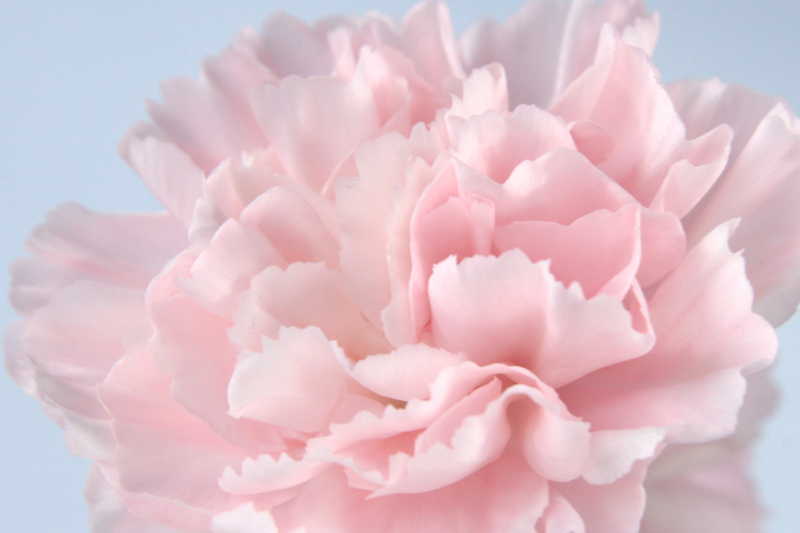 We look closer at the pink deep ruffles of a carnation