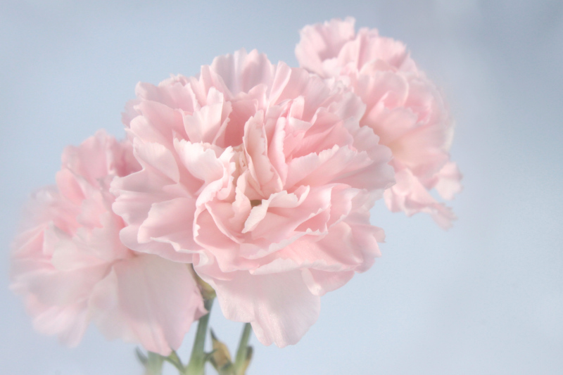 Three pink carnations