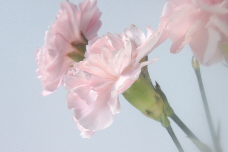 Some carnations from the side, their little buds are so chunky