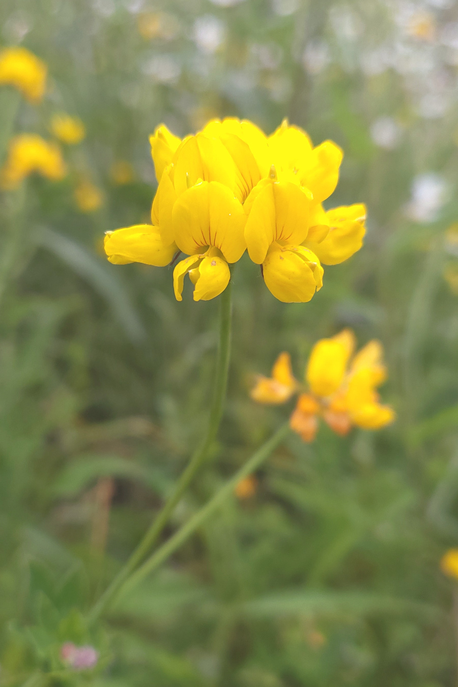 bunches of small yellow flowers on single stem