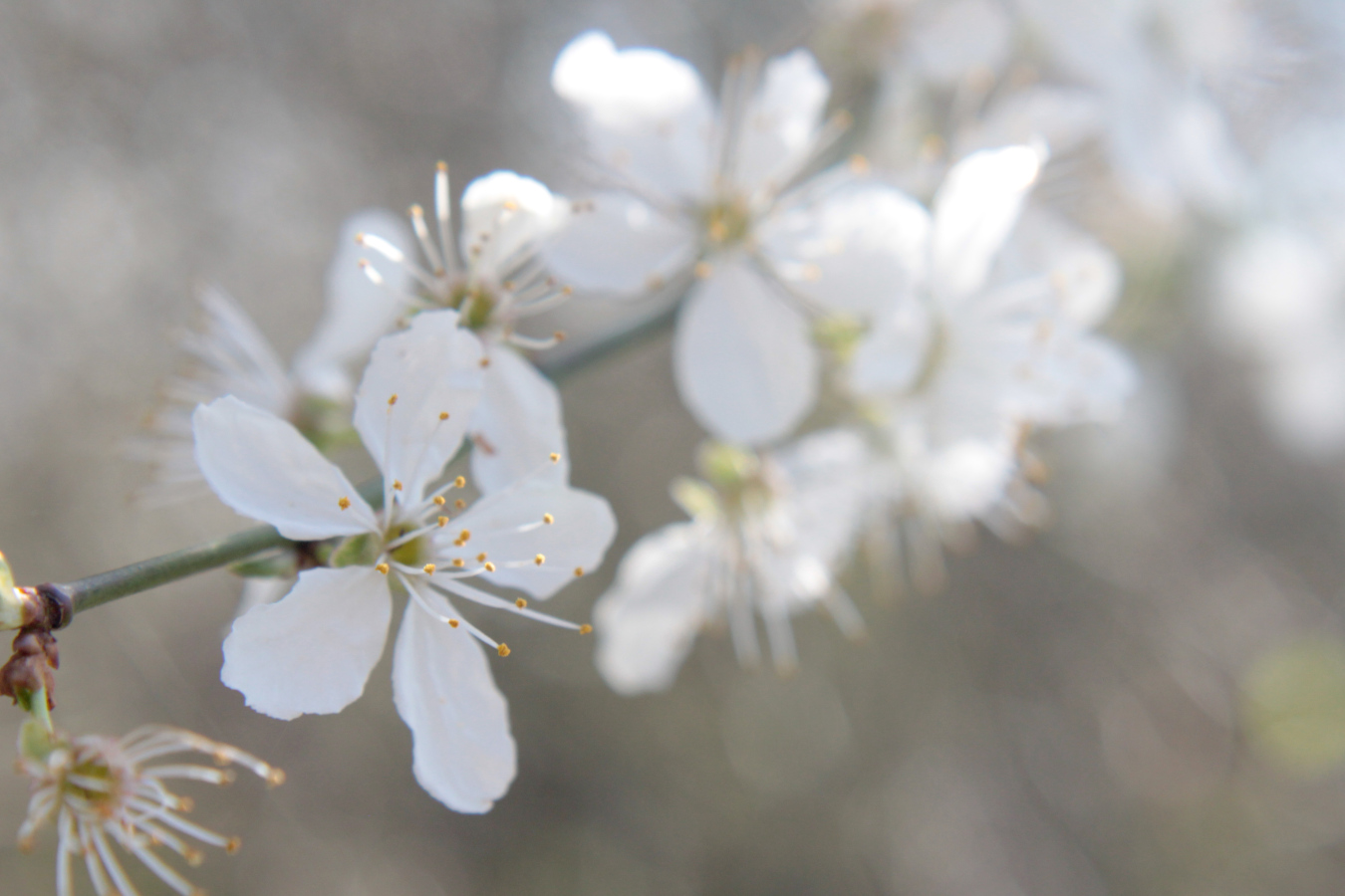Delicate white tree blossoms