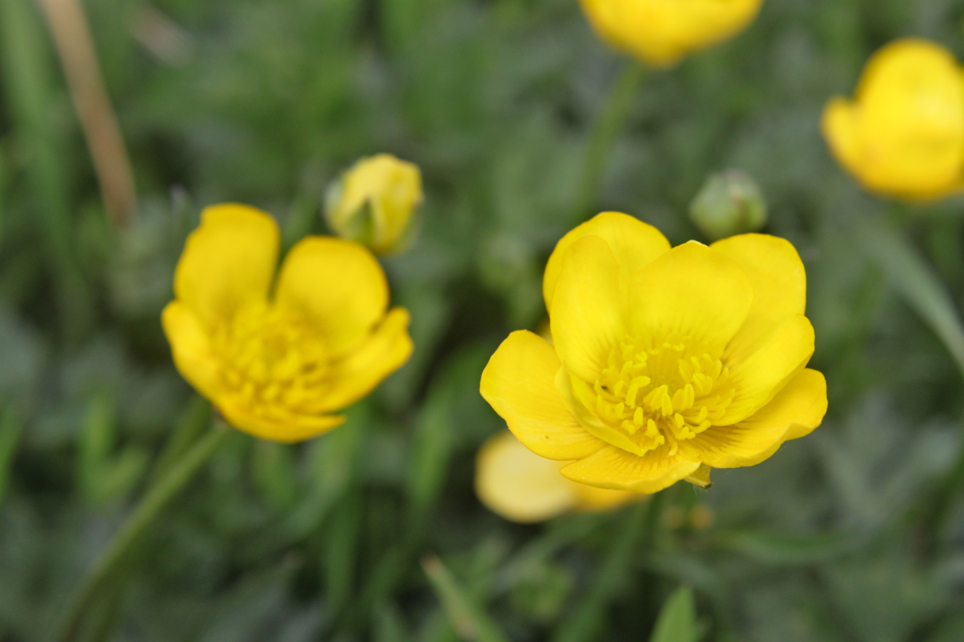 shiny yellow flowers