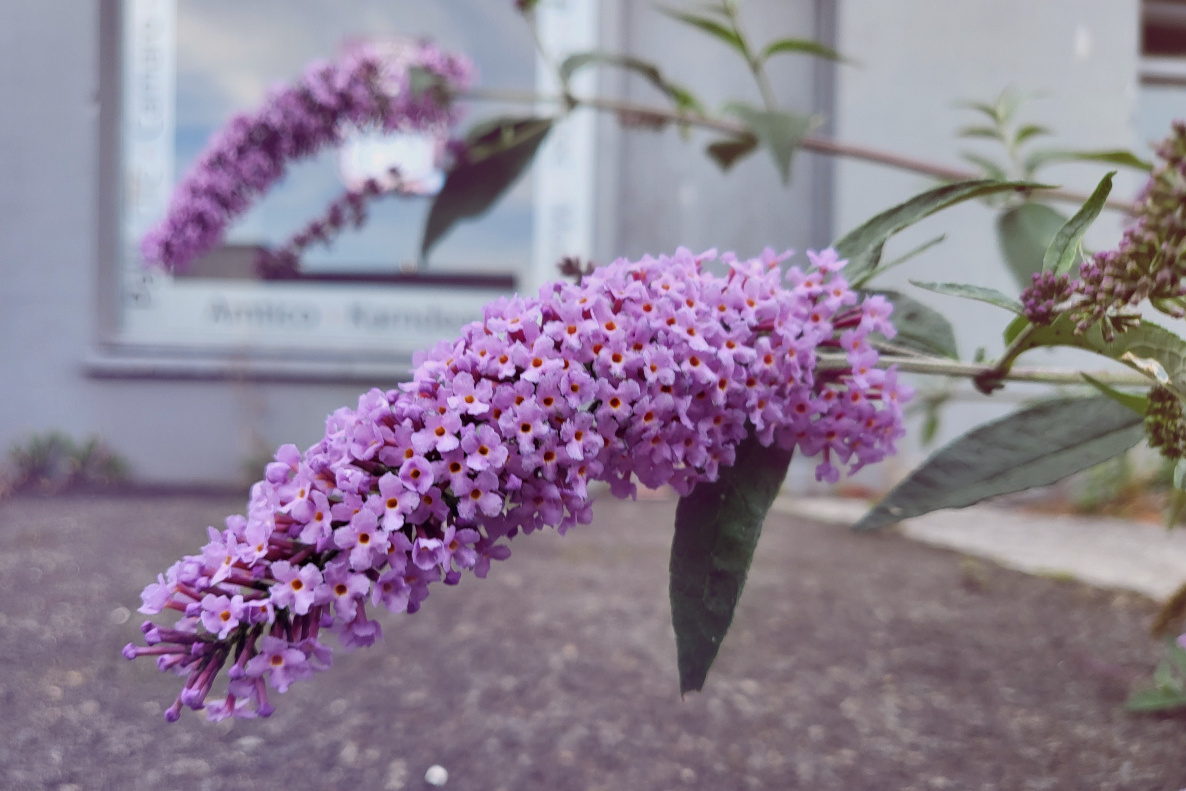 lovely fat purple flowers