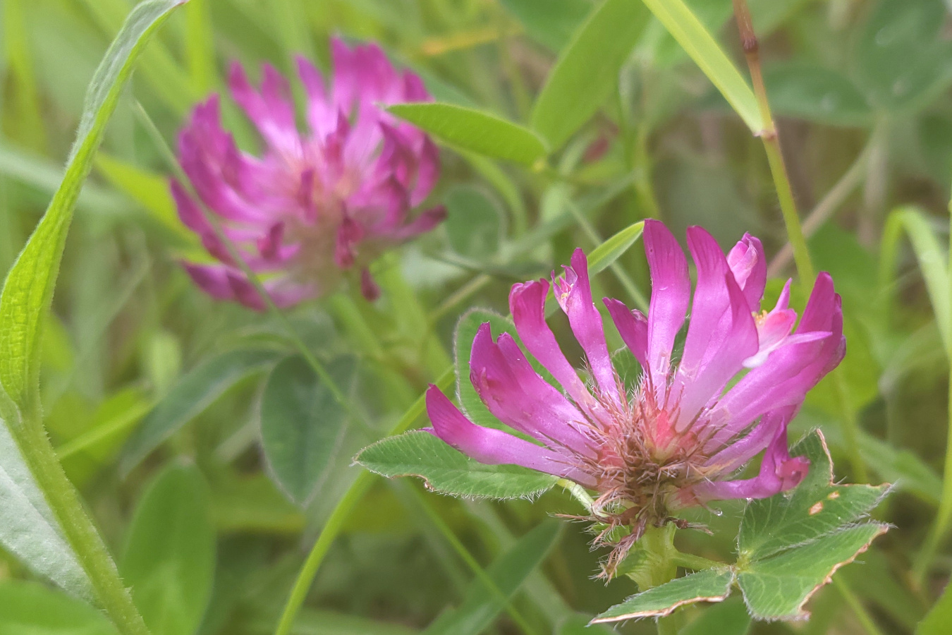 purple flowers