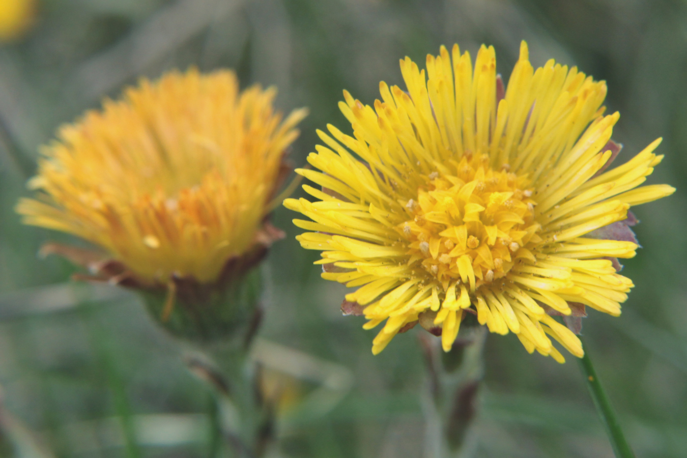 A yellow flower with many slim petals, in the centre are small short yellow flowers