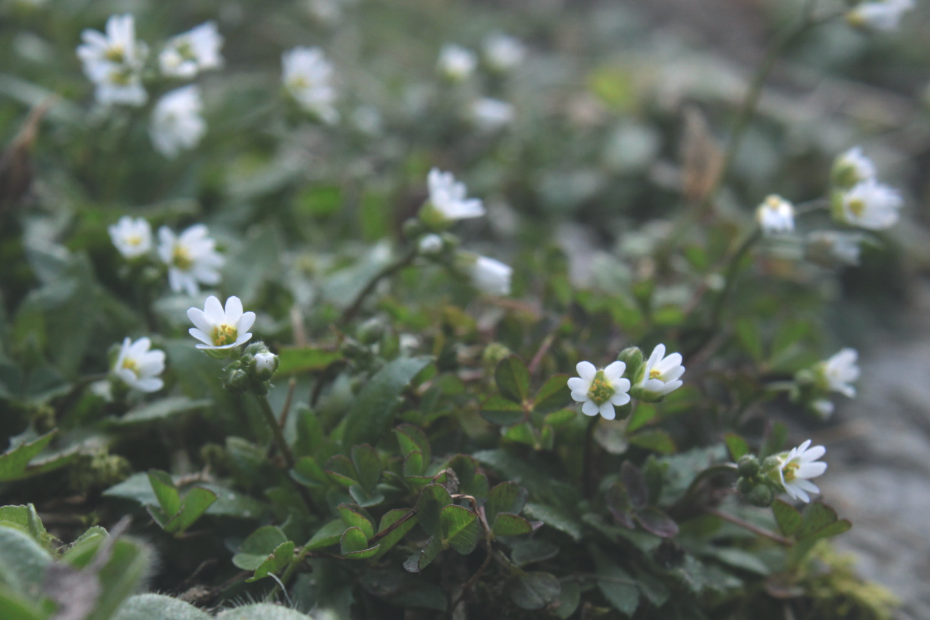 Small white flowers, three heart shaped petals on each