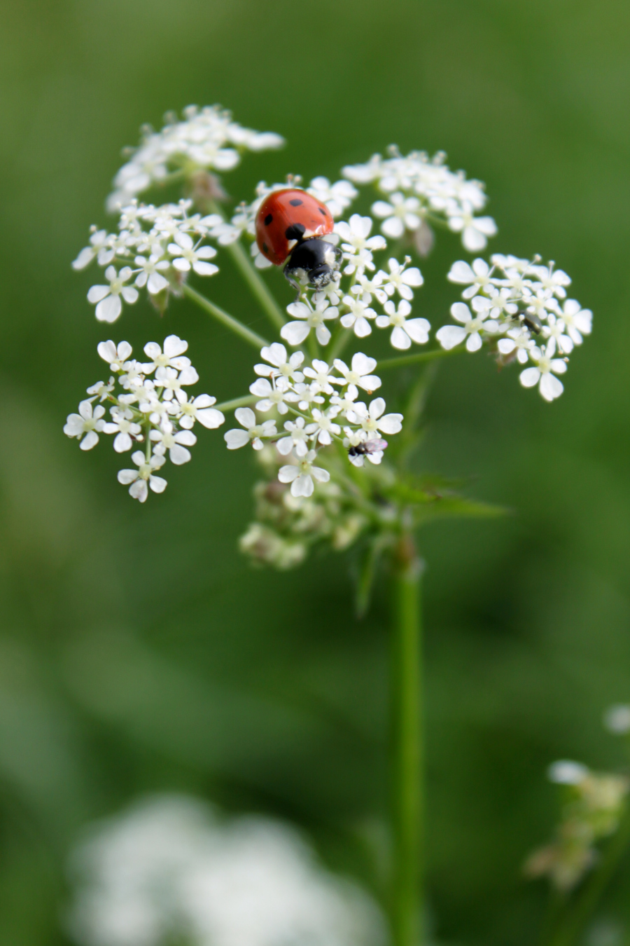 hemlock