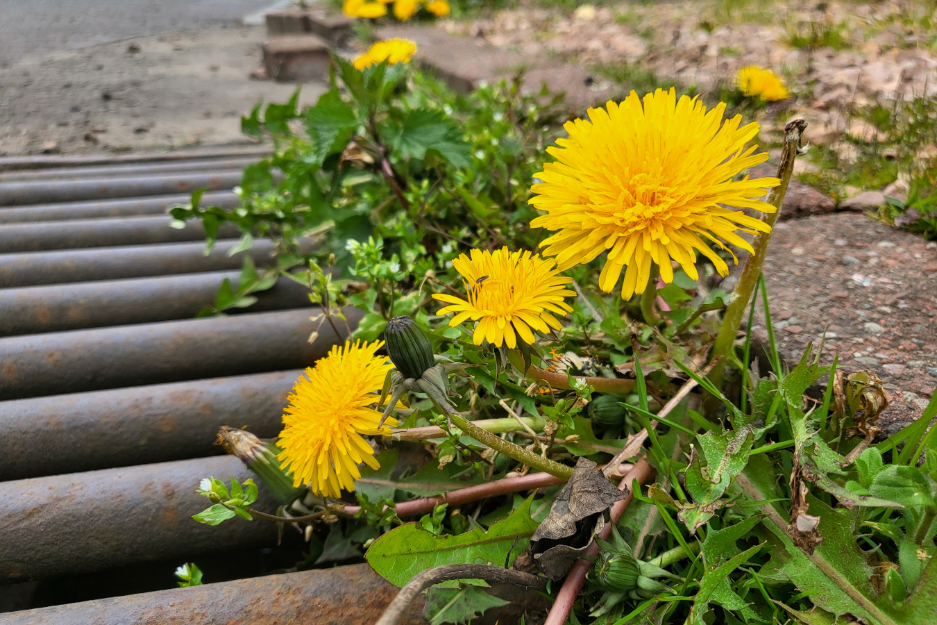 shiny yellow flowers