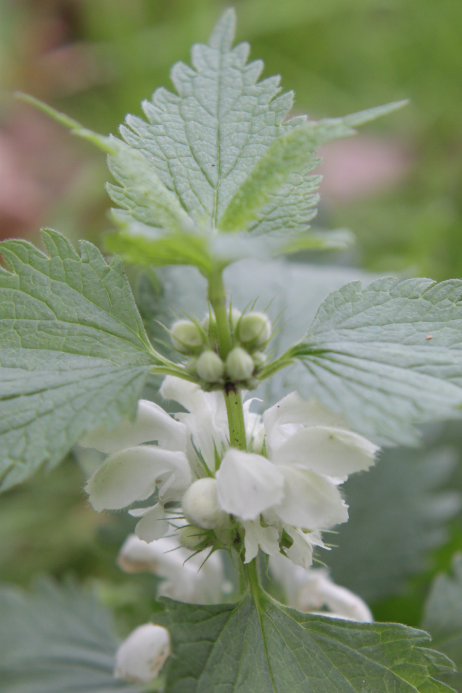 white dead nettle