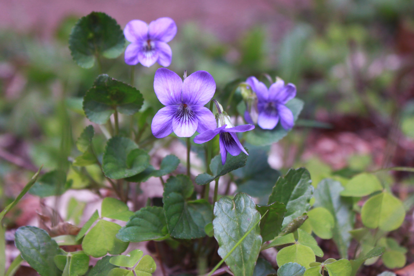 Soft blue bell like flowers