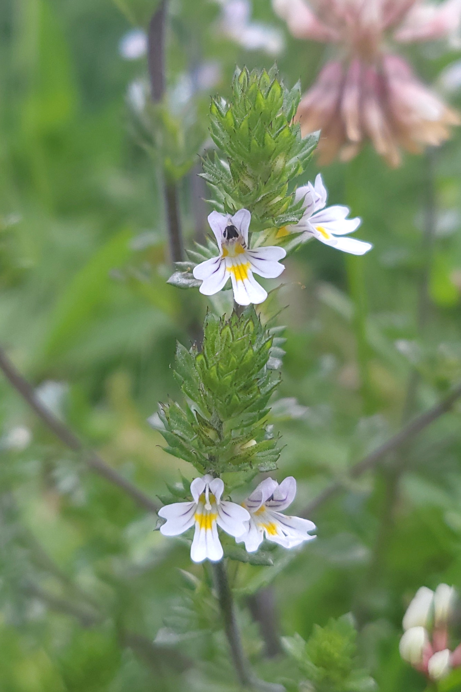 eyebright flowers. Small and white with a central yellow dot