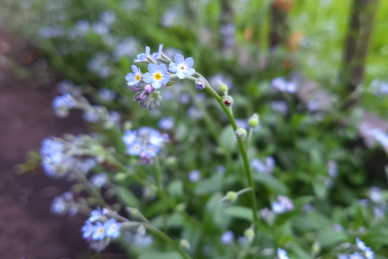 Tiny blue flowers with yellow centres