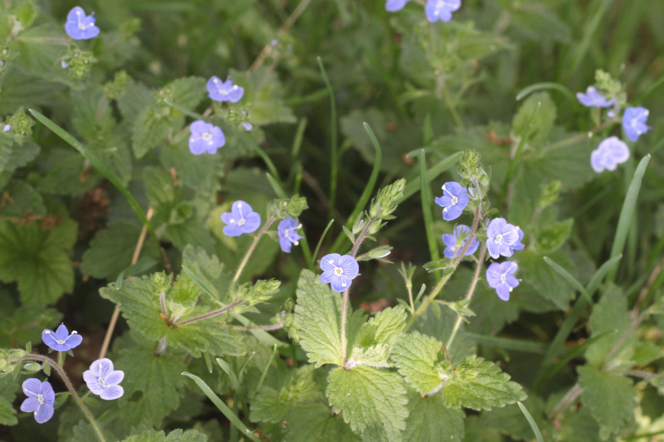 Soft blue bell like flowers