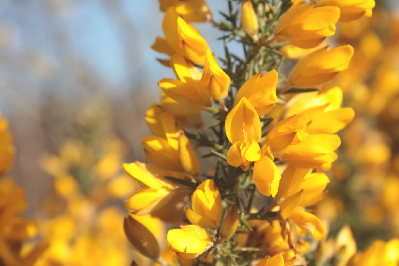 A spikey bush completely crouded in bright yellow tough looking flowers.