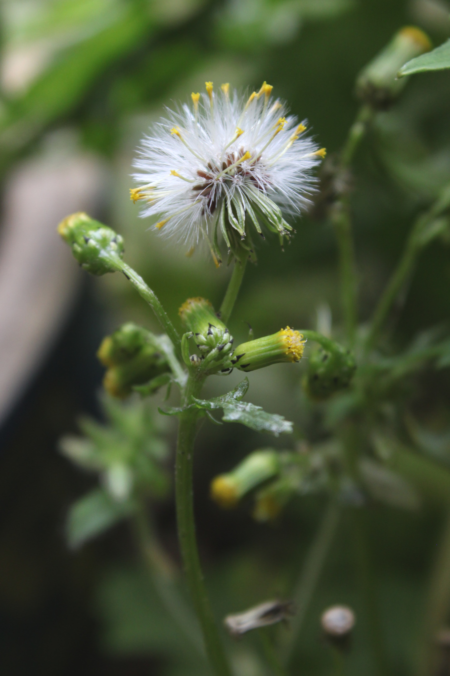 white dead nettle