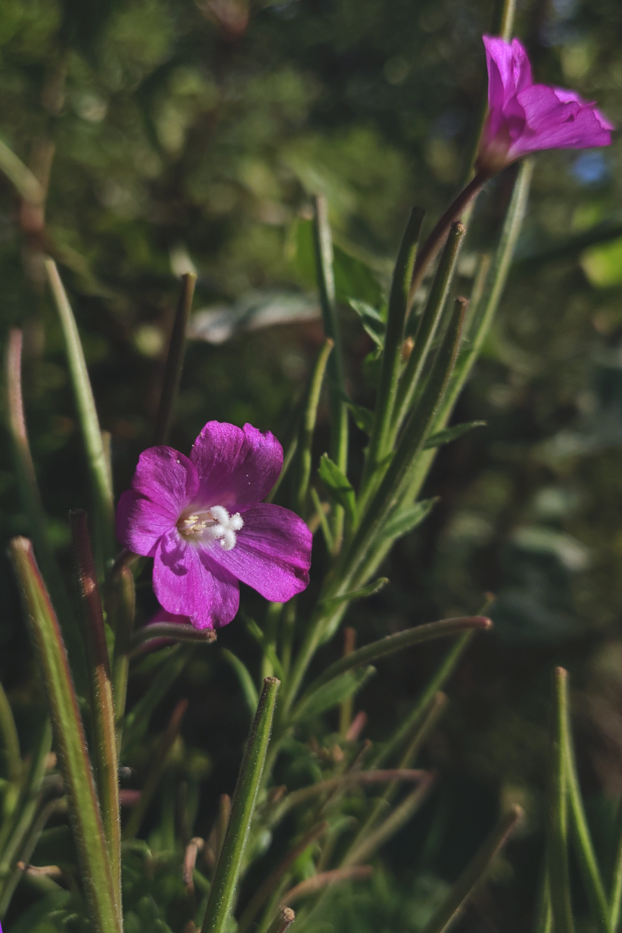 small purple/violet flowers