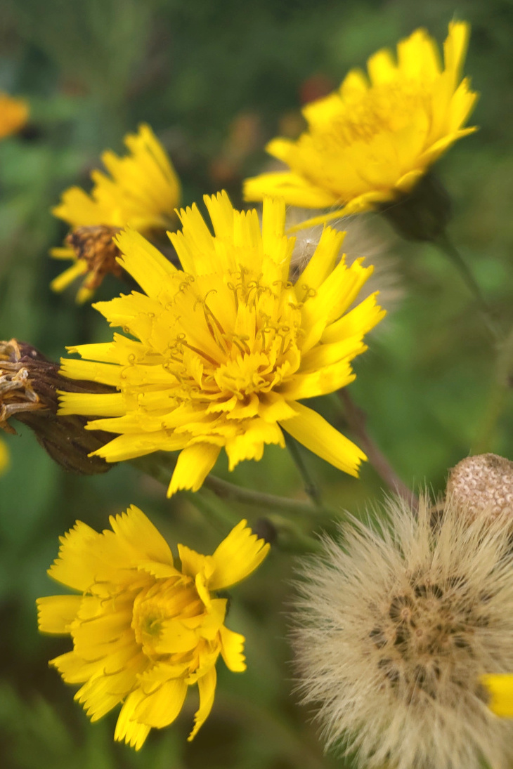 yellow layered flowers