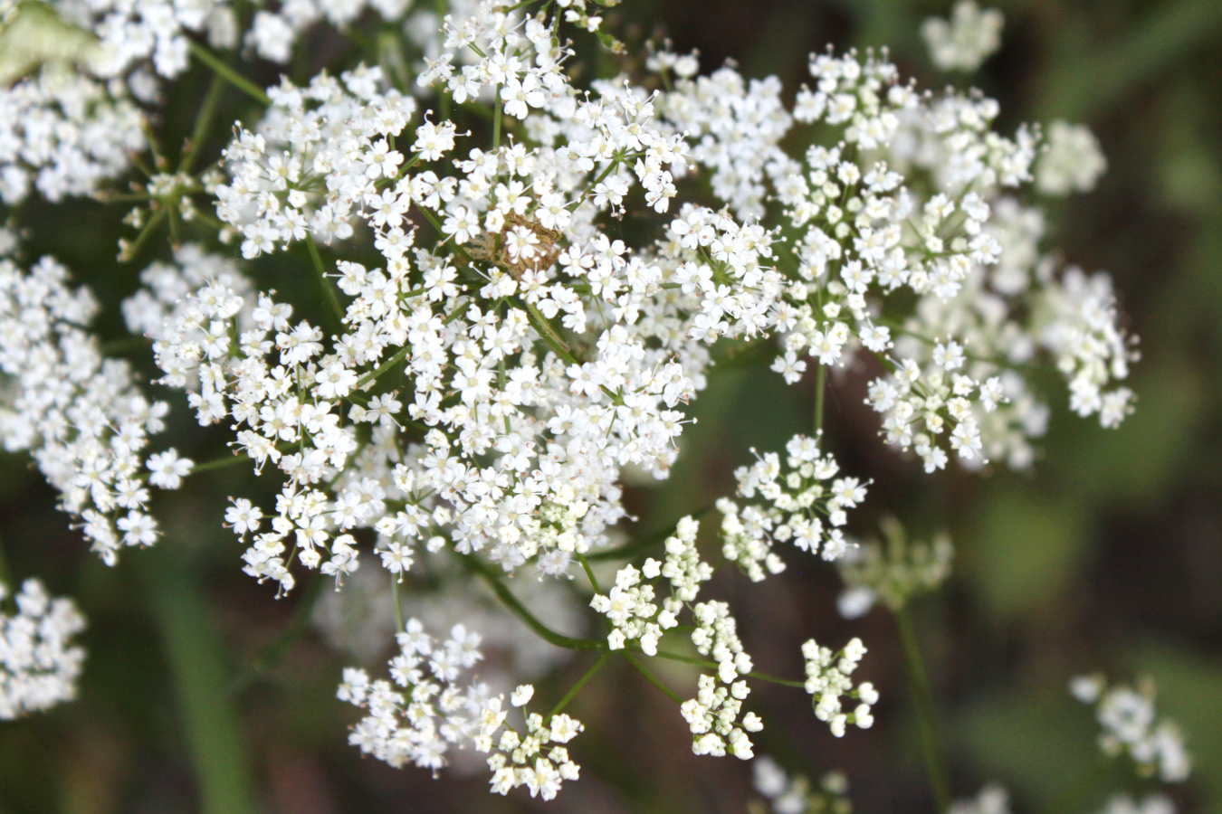 cow parsley