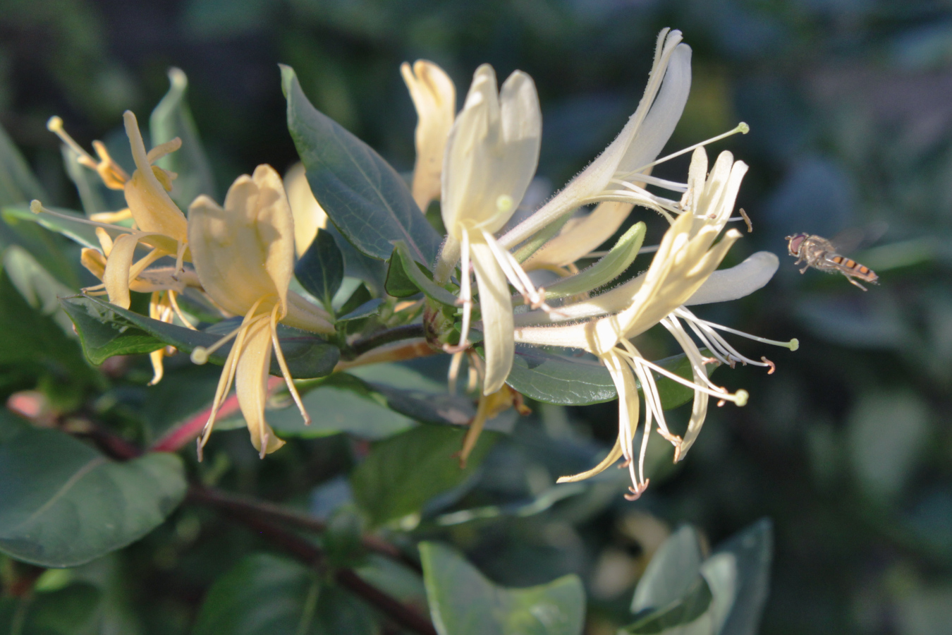 Creamy white and yellow flowers, trumpet shaped. A hoverfly hovers by