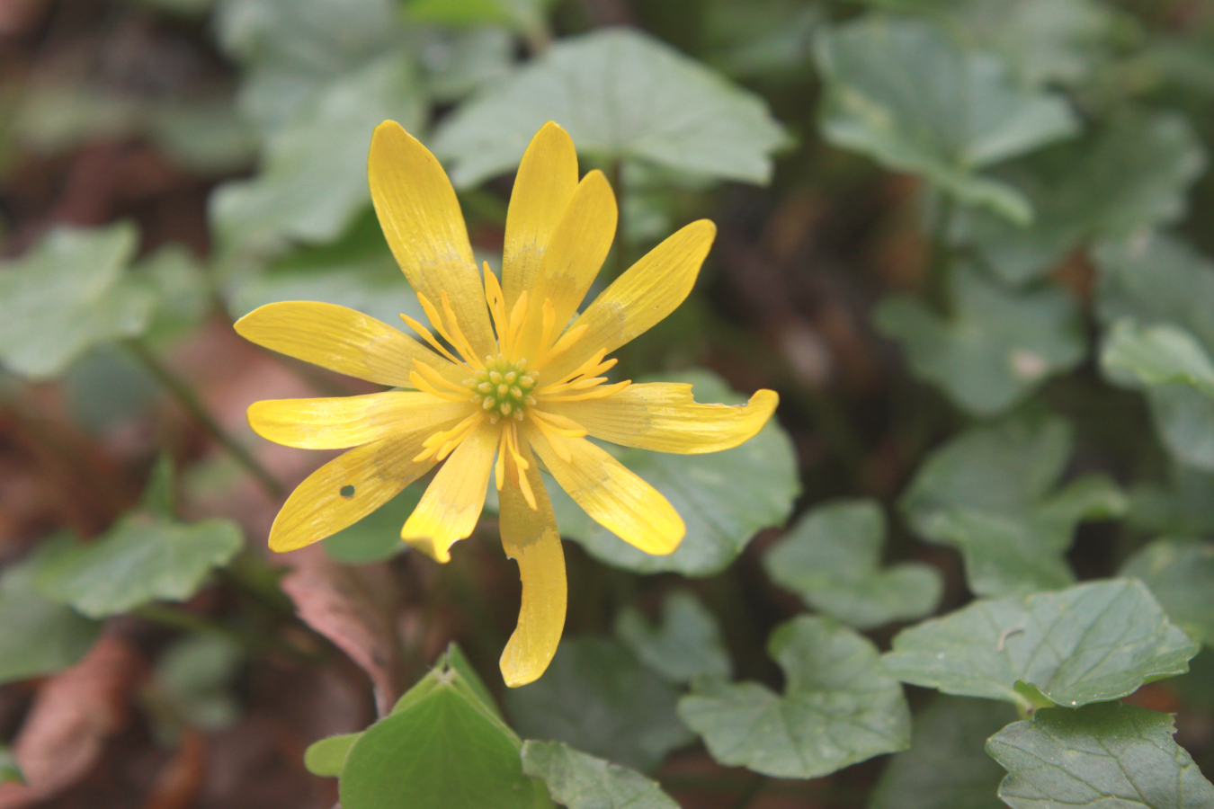 shiny yellow flowers