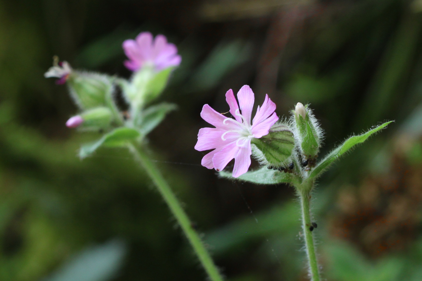 lovely fat purple flowers