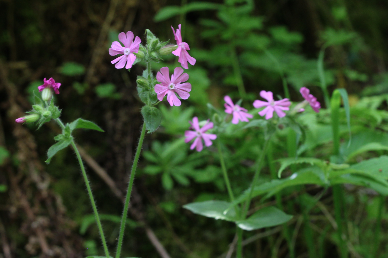 lovely fat purple flowers