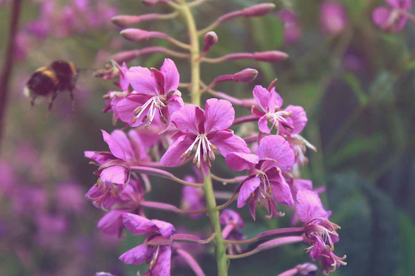 purple flowers