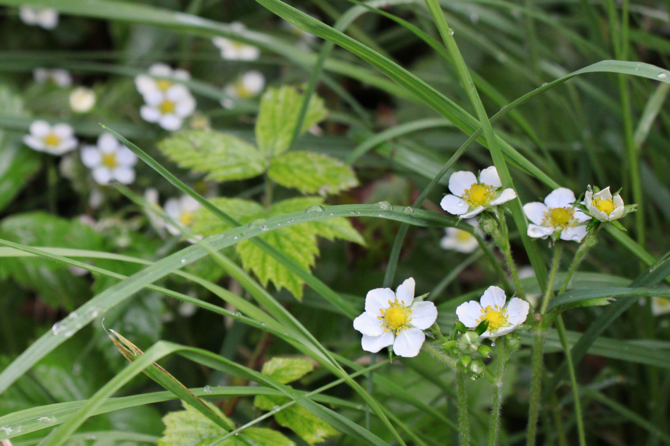 wild strawberry